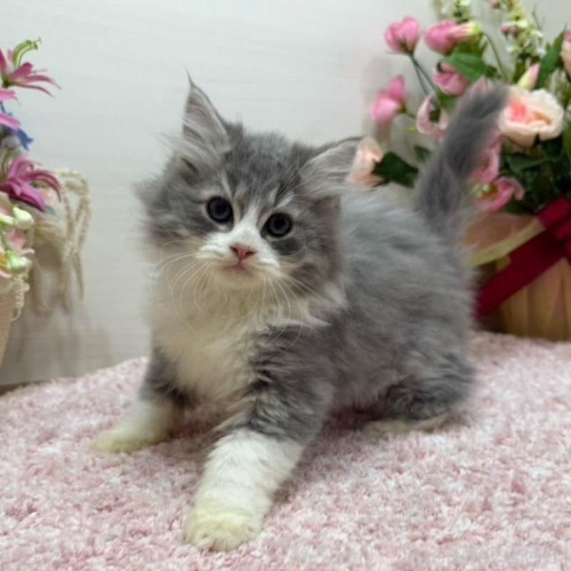 販売中の東京都のラガマフィン-134978