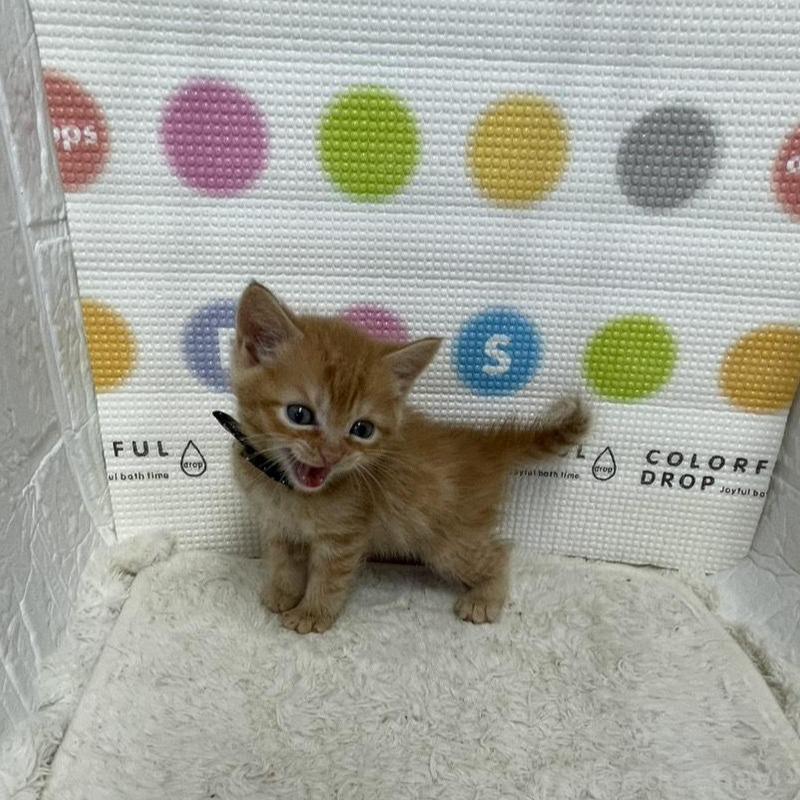 販売中の鳥取県のマンチカン-134977の2枚目