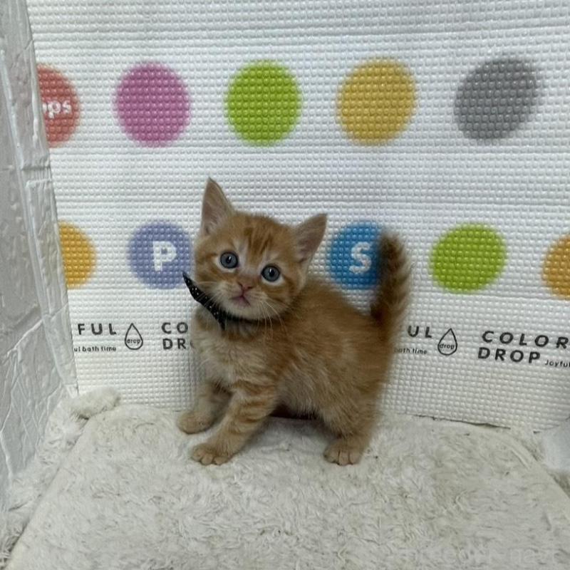 販売中の鳥取県のマンチカン-134977