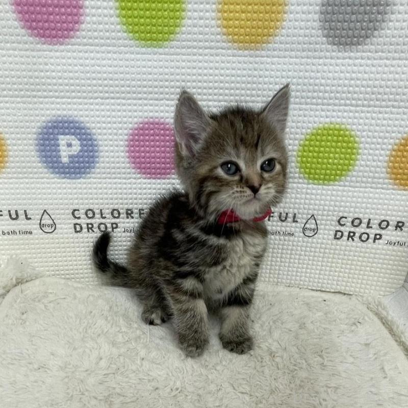 販売中の鳥取県のマンチカン-134979の10枚目