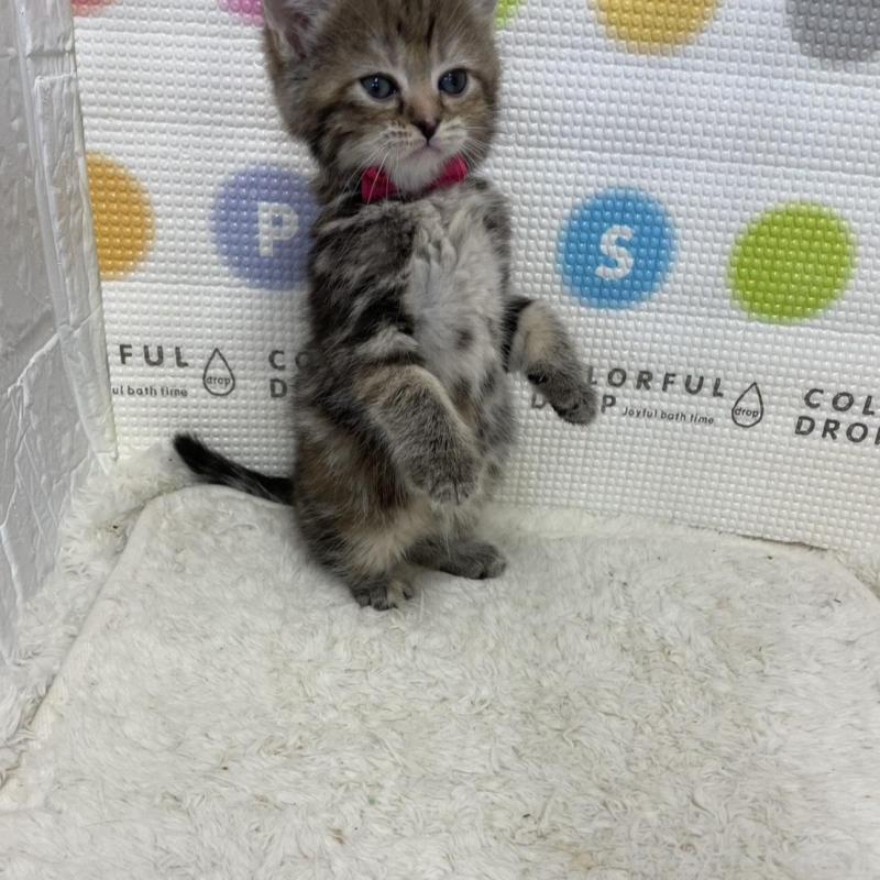 販売中の鳥取県のマンチカン-134979の9枚目