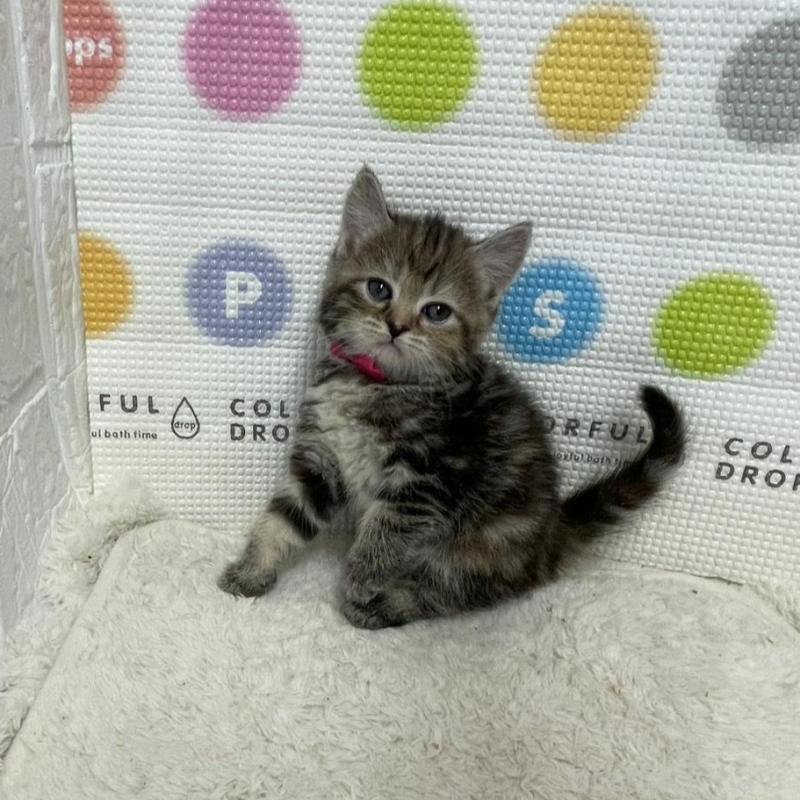 販売中の鳥取県のマンチカン-134979