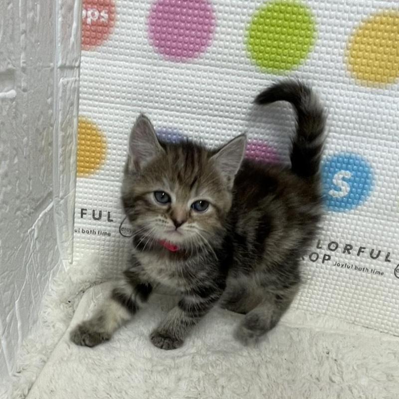 販売中の鳥取県のマンチカン-134979の8枚目