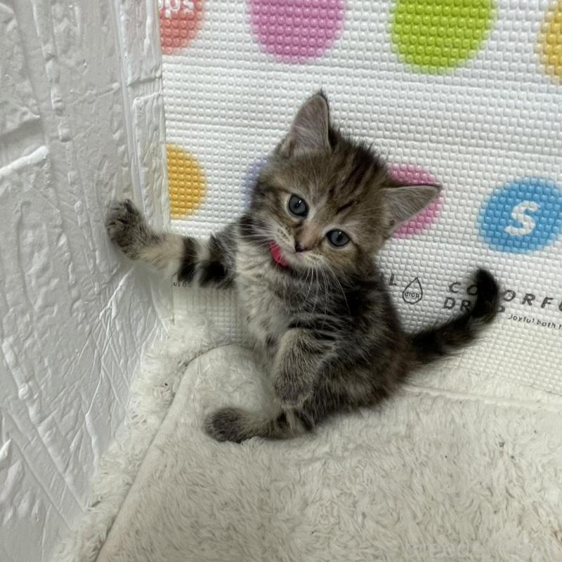 販売中の鳥取県のマンチカン-134979の7枚目