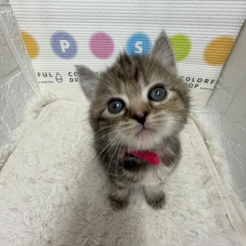 販売中の鳥取県のマンチカン-134979の6枚目