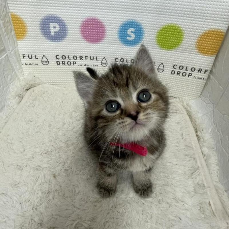 販売中の鳥取県のマンチカン-134979の5枚目