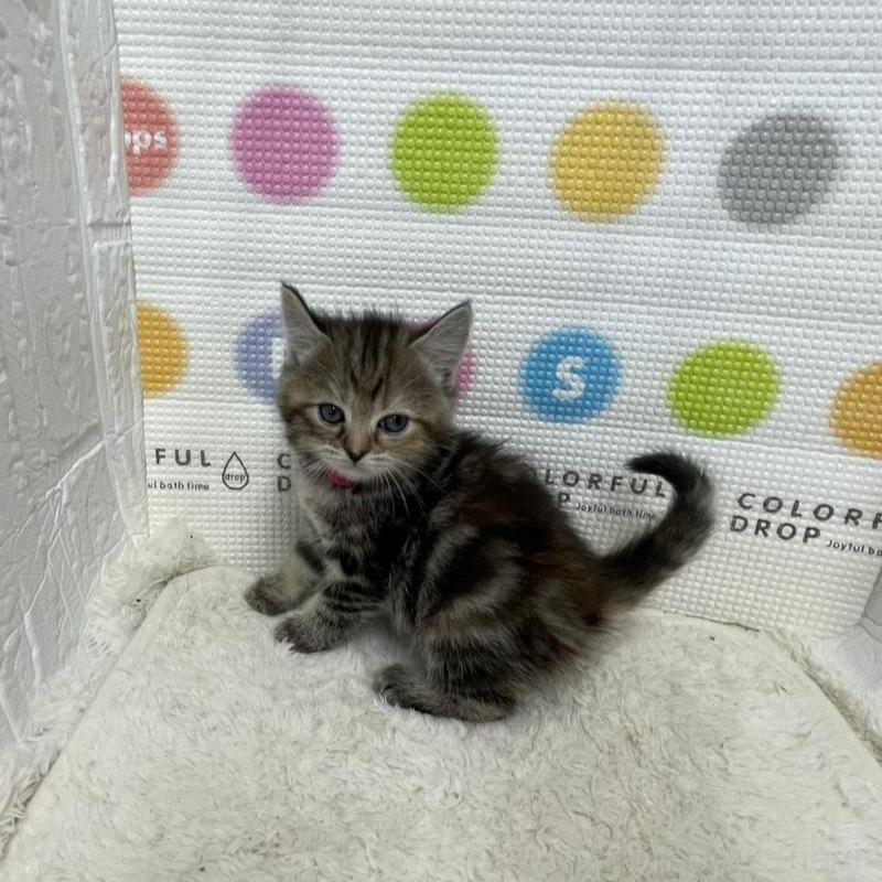 販売中の鳥取県のマンチカン-134979の4枚目