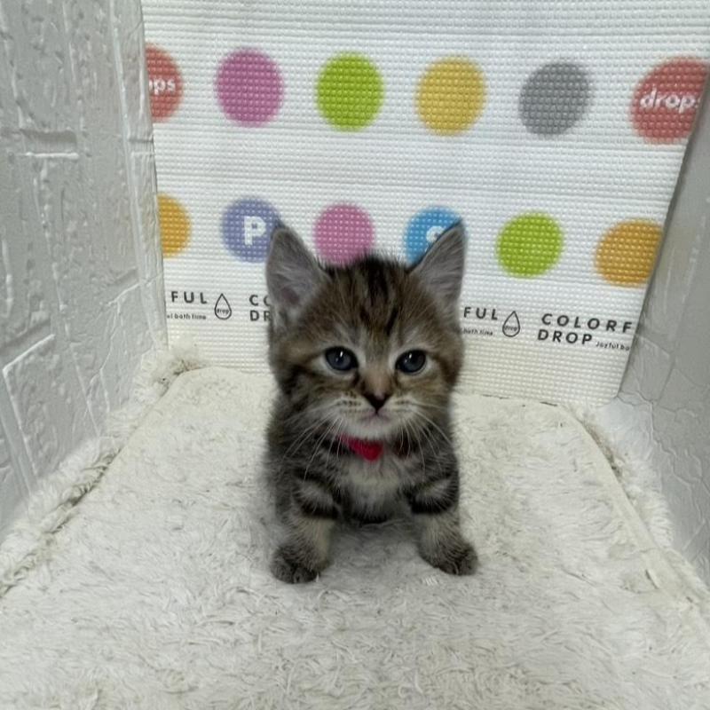 販売中の鳥取県のマンチカン-134979の3枚目