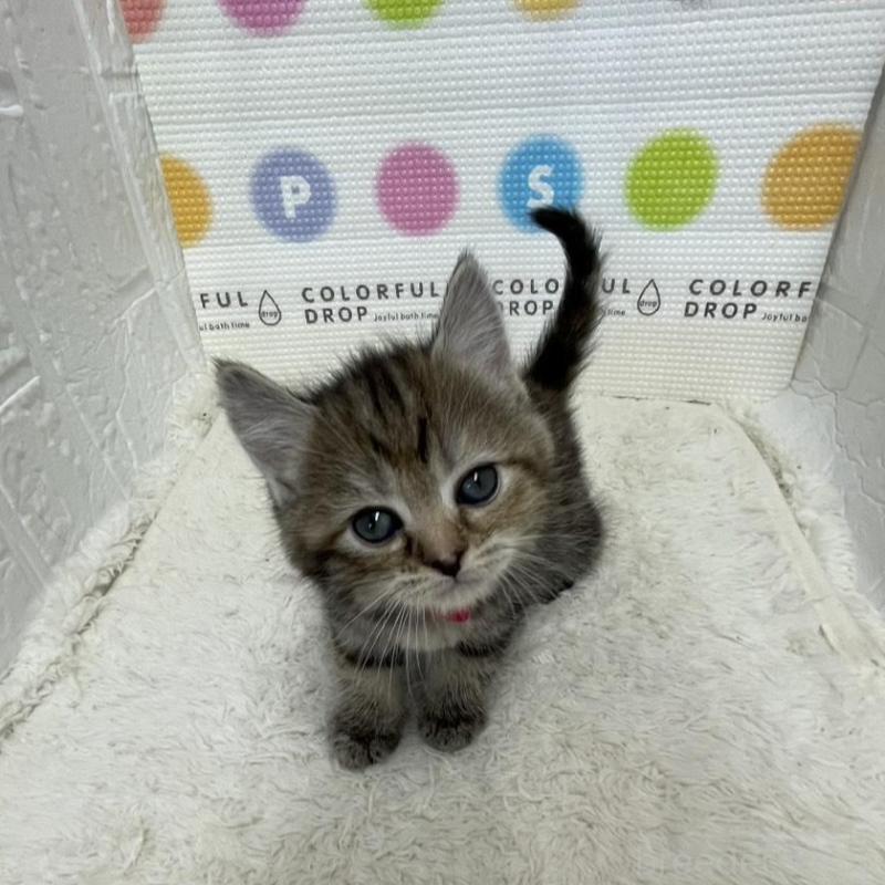 販売中の鳥取県のマンチカン-134979の2枚目