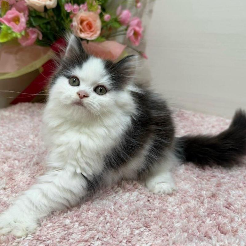 販売中の東京都のラガマフィン-134980の7枚目