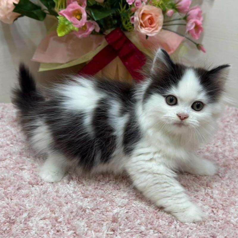 販売中の東京都のラガマフィン-134980の6枚目