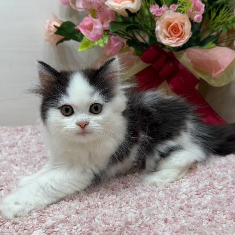 販売中の東京都のラガマフィン-134980の5枚目