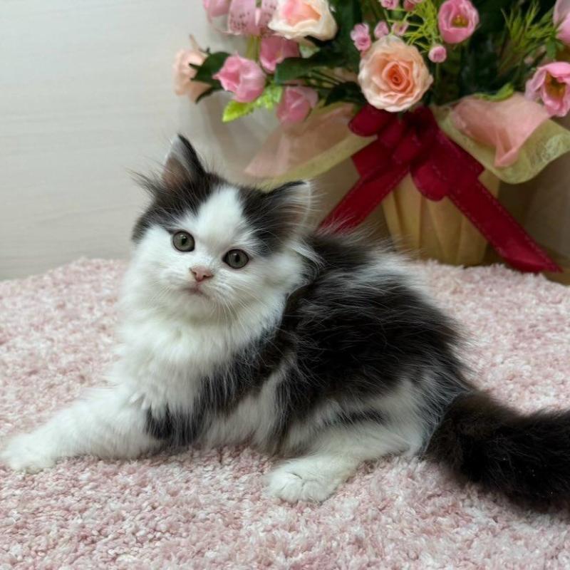 販売中の東京都のラガマフィン-134980の4枚目