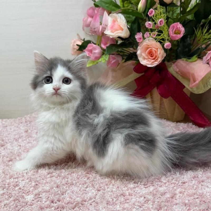 販売中の東京都のラガマフィン-134981の3枚目