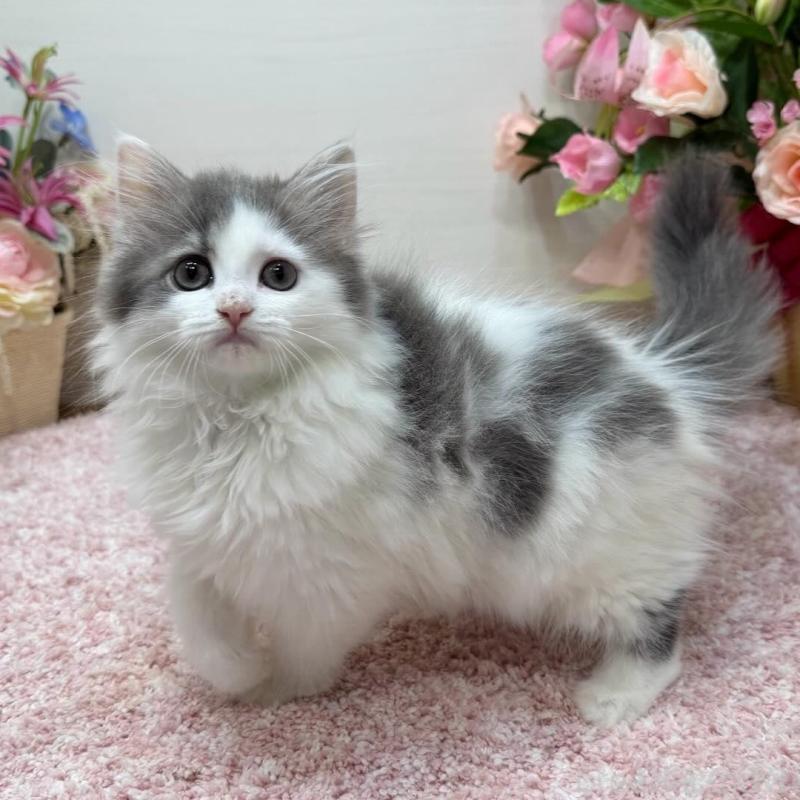 販売中の東京都のラガマフィン-134981の2枚目