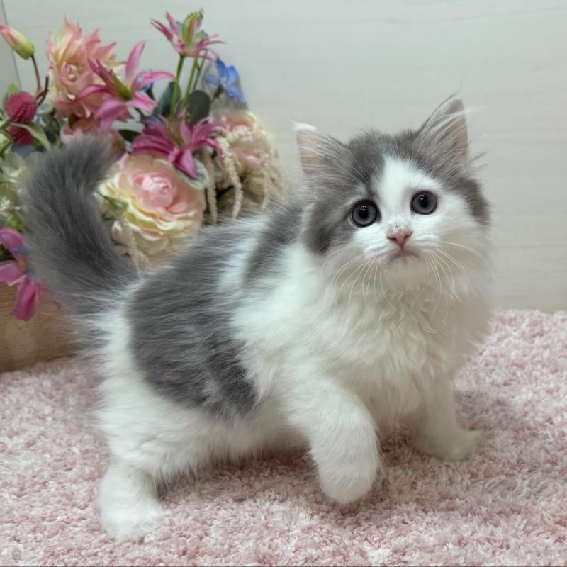 販売中の東京都のラガマフィン-134981の1枚目