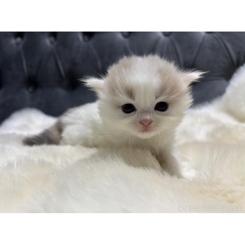 販売中の鹿児島県のミヌエット-134982の6枚目