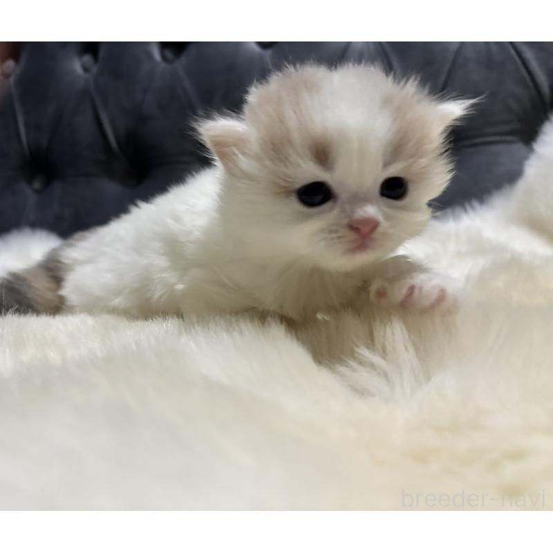 販売中の鹿児島県のミヌエット-134982の5枚目