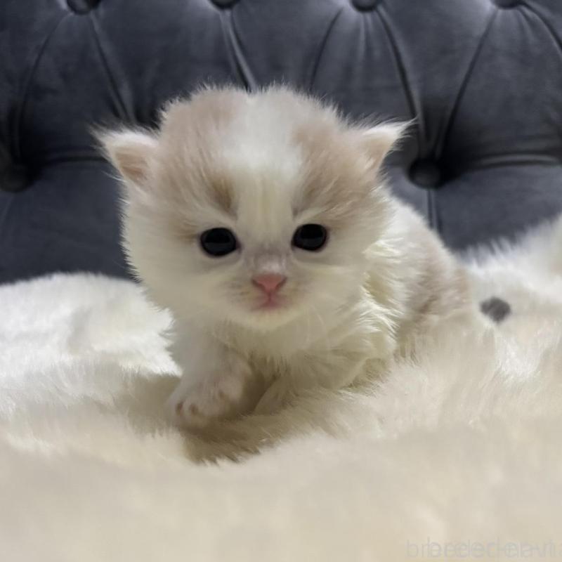 販売中の鹿児島県のミヌエット-134982の1枚目