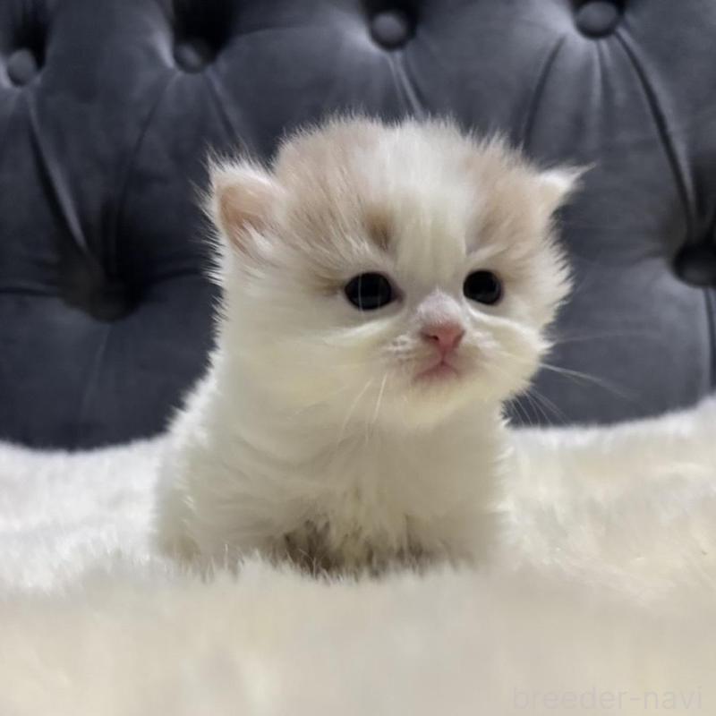 販売中の鹿児島県のミヌエット-134982の4枚目