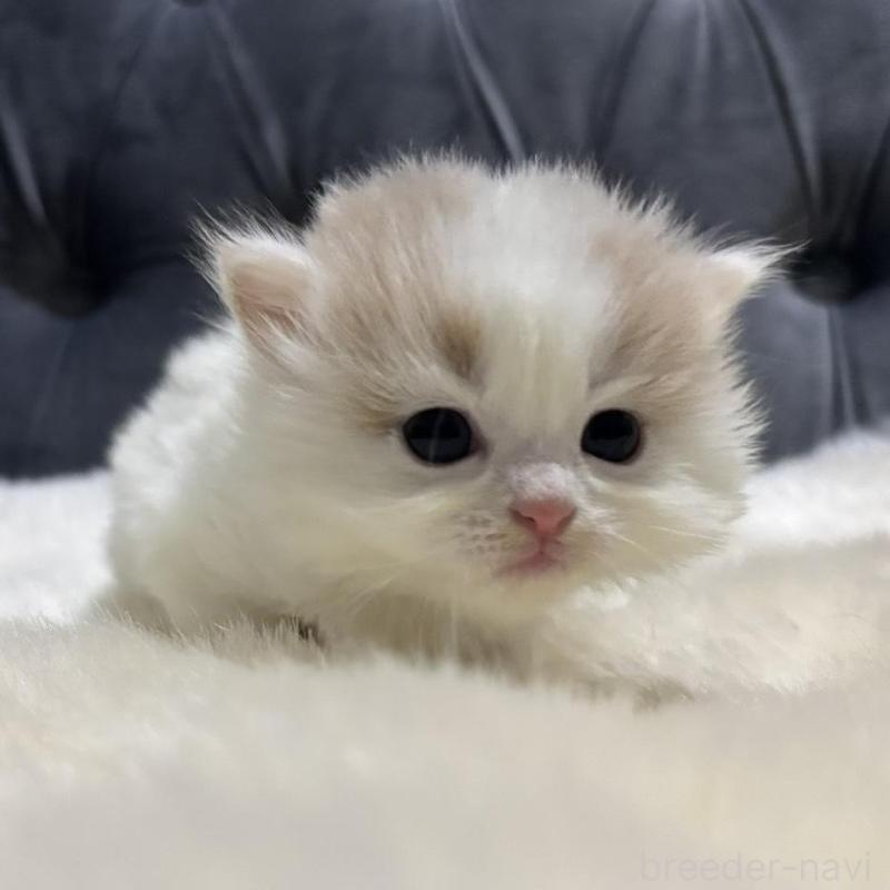 販売中の鹿児島県のミヌエット-134982の3枚目