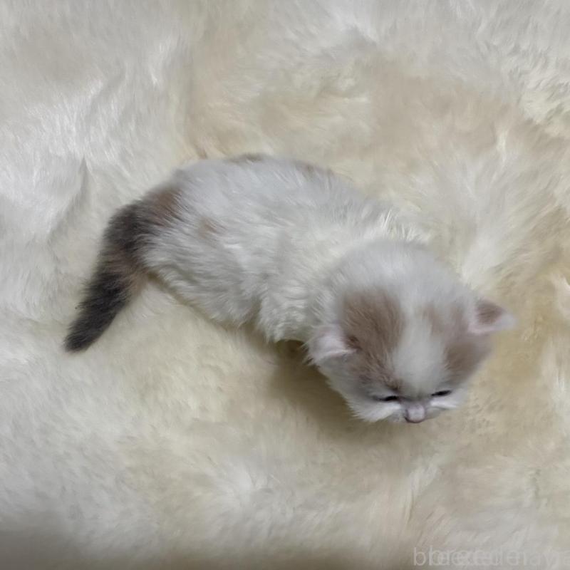 販売中の鹿児島県のミヌエット-134982の2枚目