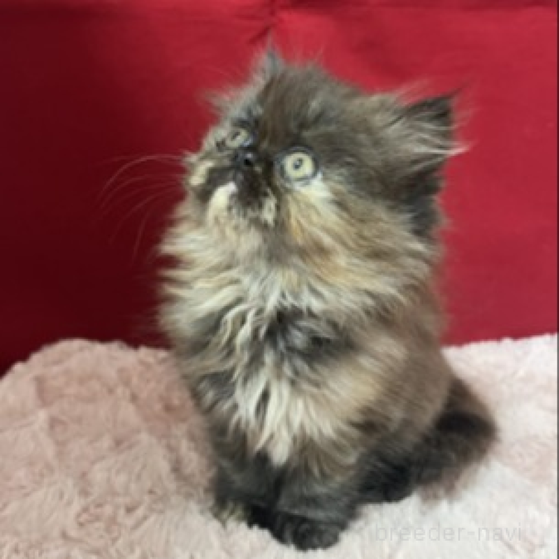 販売中の富山県のエキゾチックロングヘア-134983の4枚目