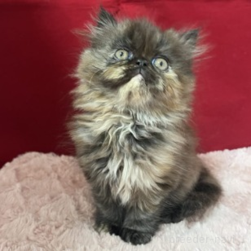 販売中の富山県のエキゾチックロングヘア-134983の3枚目