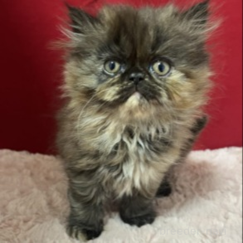 販売中の富山県のエキゾチックロングヘア-134983の1枚目