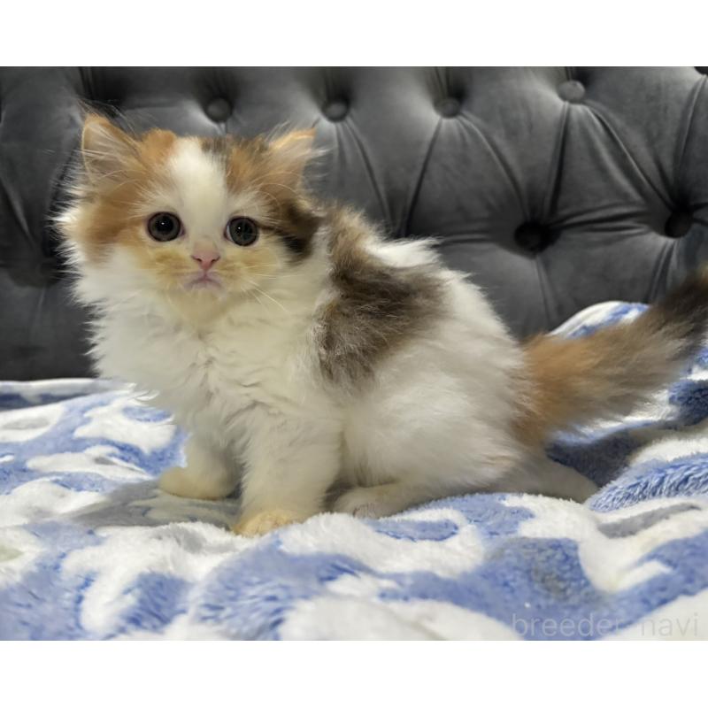 販売中の鹿児島県のスコティッシュフォールド-134984の6枚目