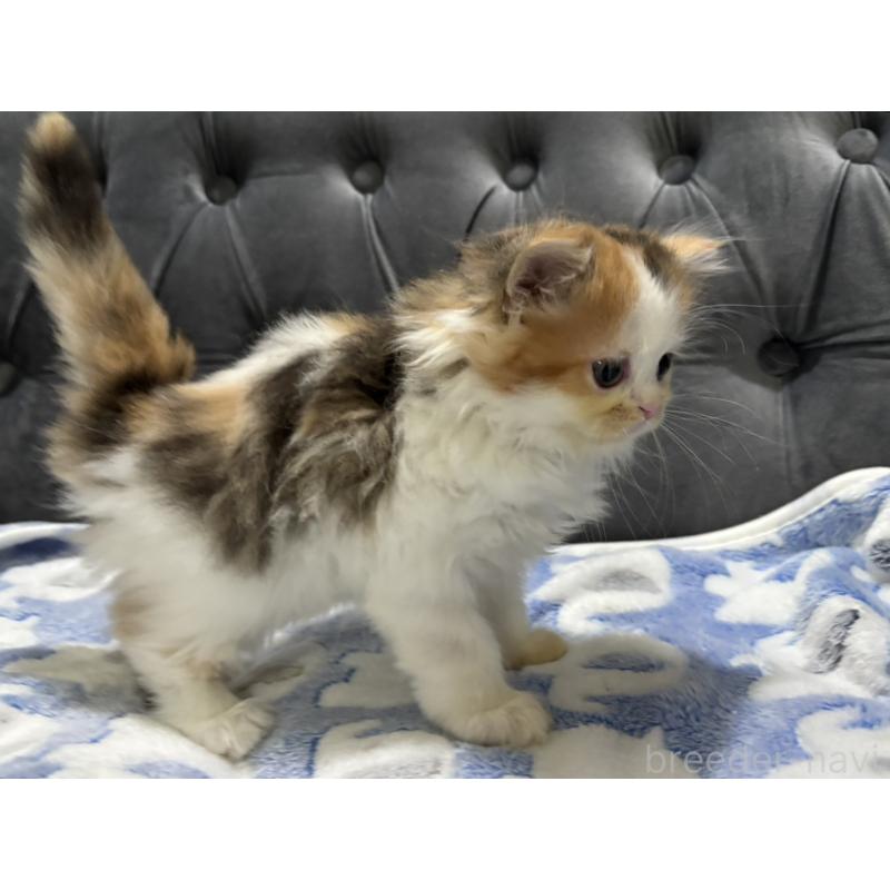 販売中の鹿児島県のスコティッシュフォールド-134984の5枚目