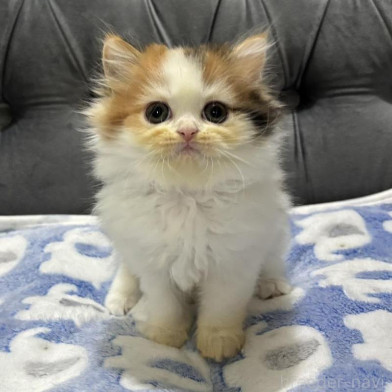 販売中の鹿児島県のスコティッシュフォールド-134984