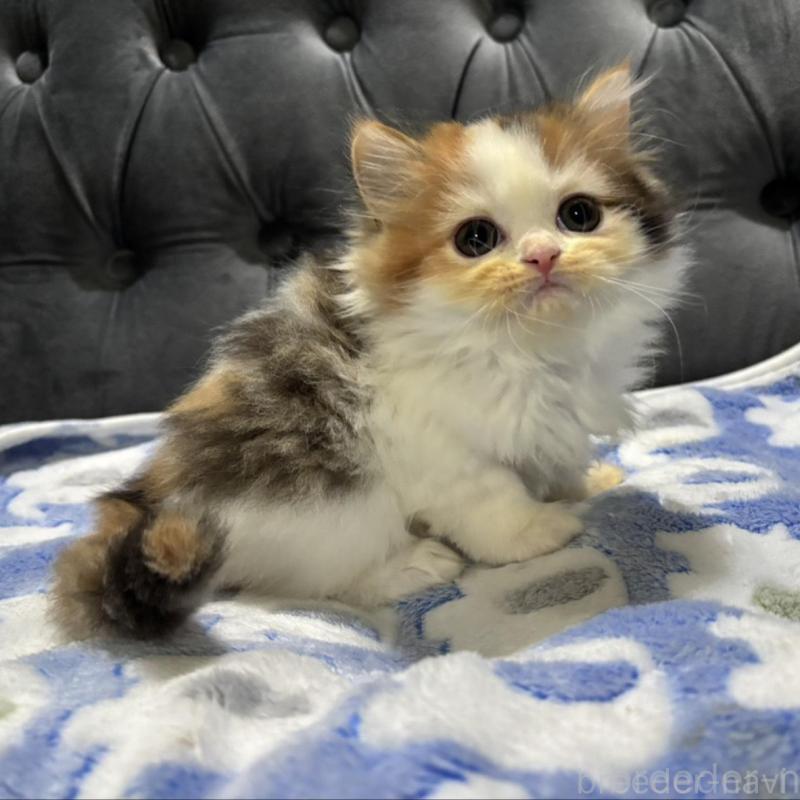 販売中の鹿児島県のスコティッシュフォールド-134984の4枚目