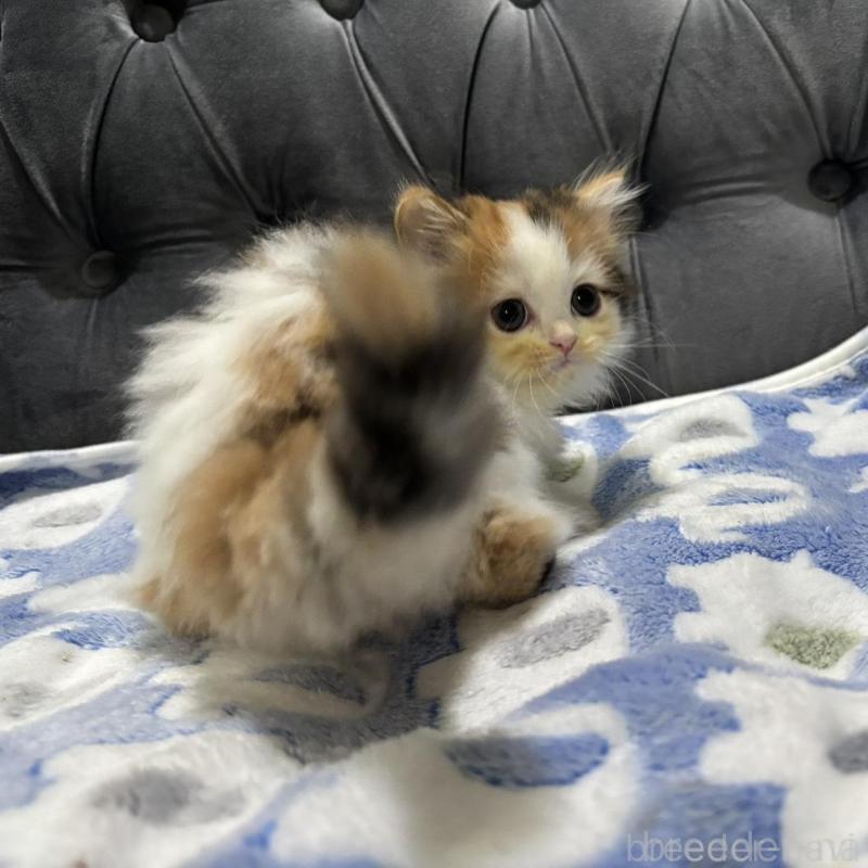 販売中の鹿児島県のスコティッシュフォールド-134984の3枚目