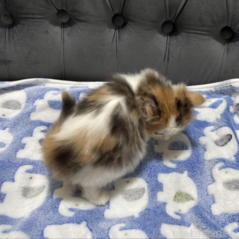 販売中の鹿児島県のスコティッシュフォールド-134984の2枚目