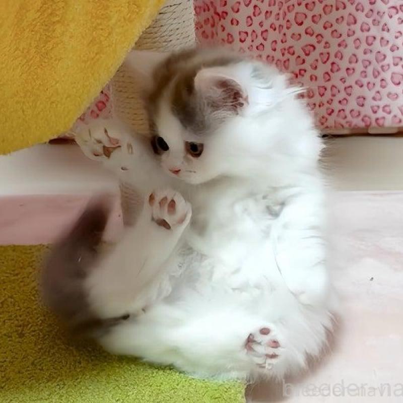 販売中の愛媛県のミヌエット(短足)-134985の6枚目