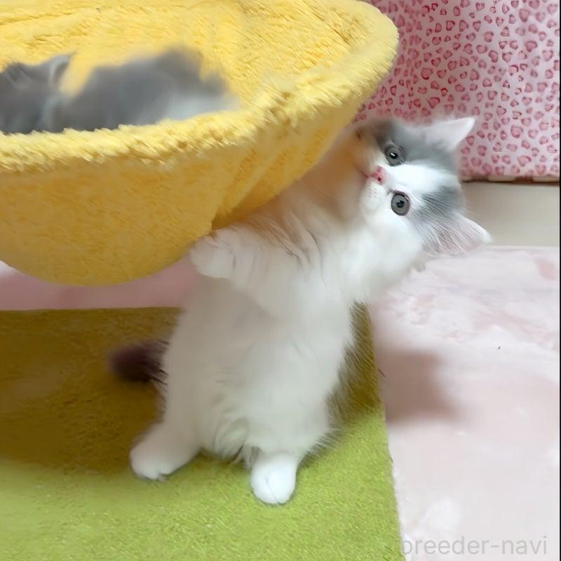 販売中の愛媛県のミヌエット(短足)-134985の5枚目