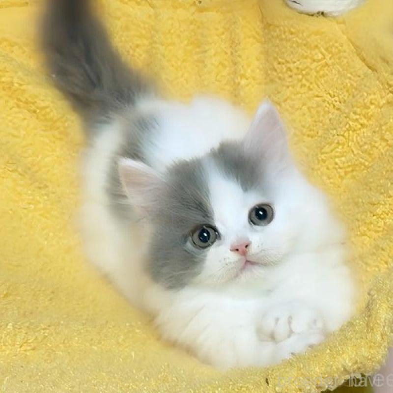 販売中の愛媛県のミヌエット(短足)-134985の4枚目