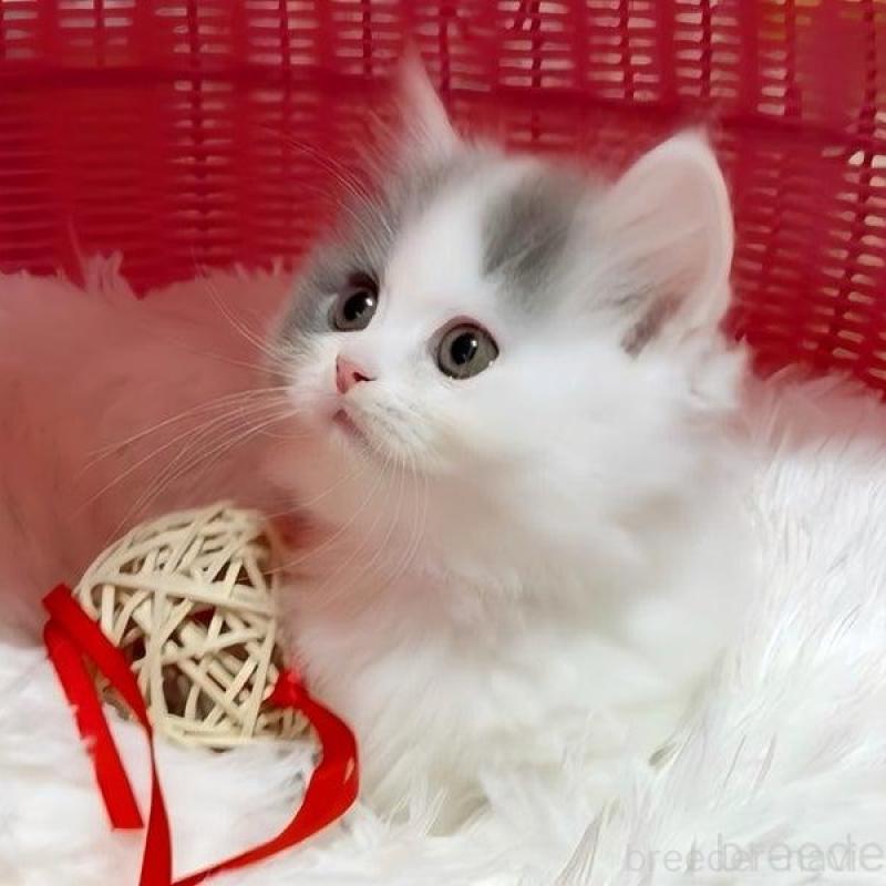 販売中の愛媛県のミヌエット(短足)-134985の3枚目