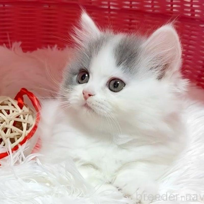 販売中の愛媛県のミヌエット(短足)-134985の2枚目