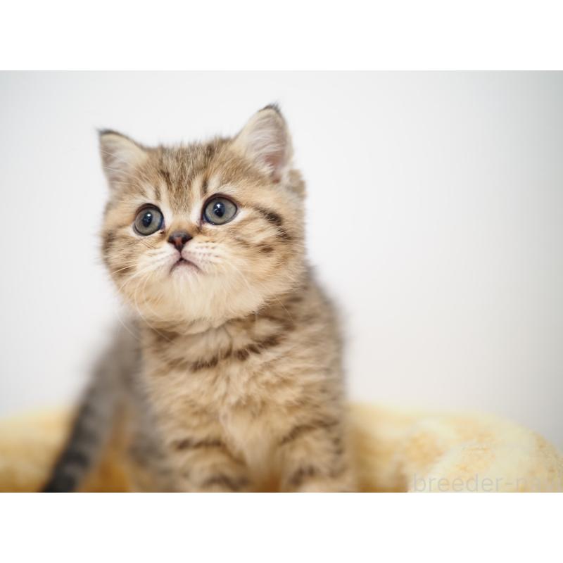 成約済の埼玉県のブリティッシュショートヘア-133667の12枚目