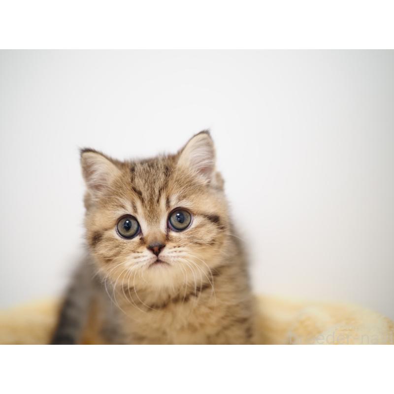 成約済の埼玉県のブリティッシュショートヘア-133667の11枚目