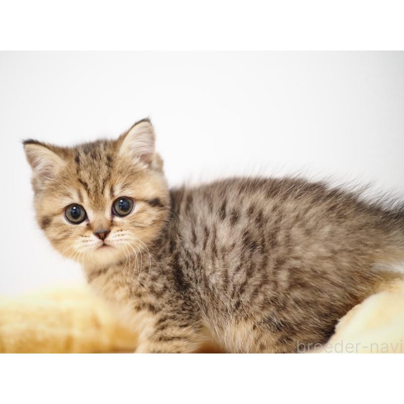 成約済の埼玉県のブリティッシュショートヘア-133667の10枚目