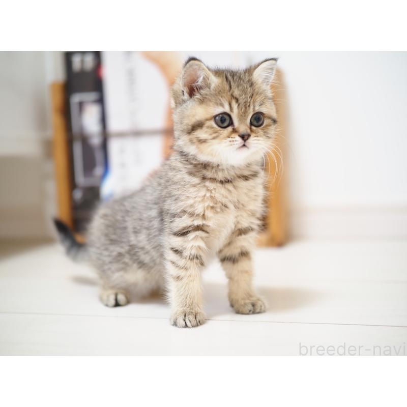 成約済の埼玉県のブリティッシュショートヘア-133667の9枚目