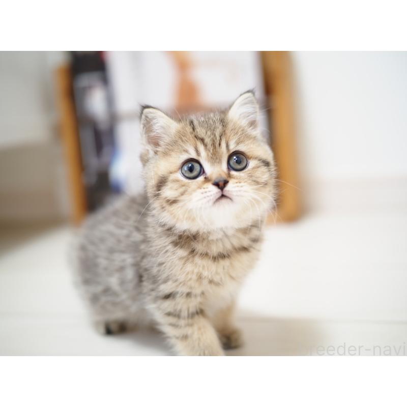 成約済の埼玉県のブリティッシュショートヘア-133667の8枚目