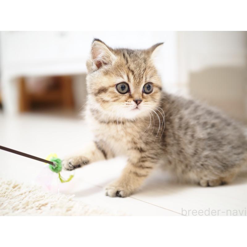 成約済の埼玉県のブリティッシュショートヘア-133667の7枚目