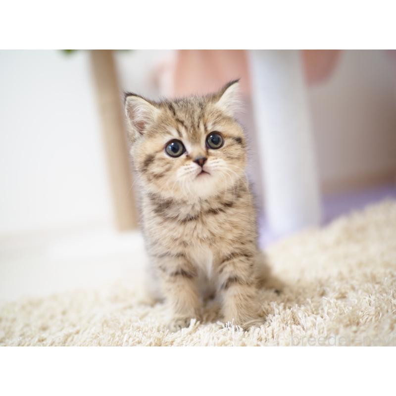 成約済の埼玉県のブリティッシュショートヘア-133667の6枚目