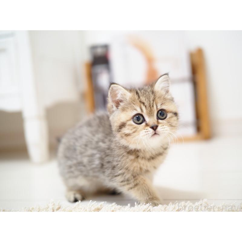 成約済の埼玉県のブリティッシュショートヘア-133667の5枚目