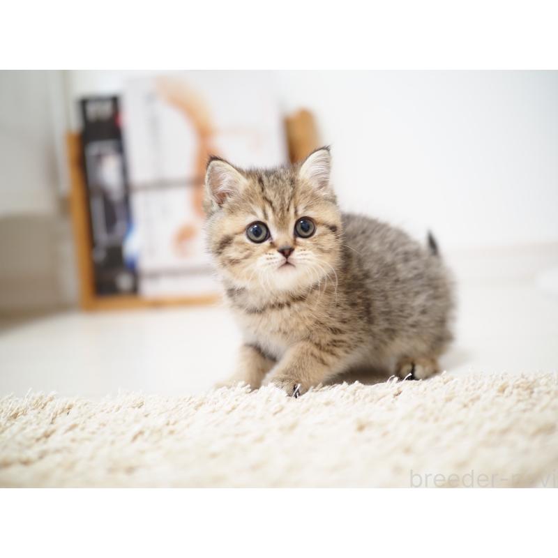 成約済の埼玉県のブリティッシュショートヘア-133667の4枚目