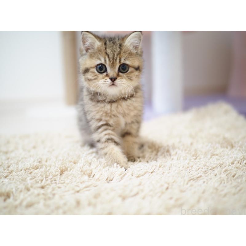 成約済の埼玉県のブリティッシュショートヘア-133667の3枚目